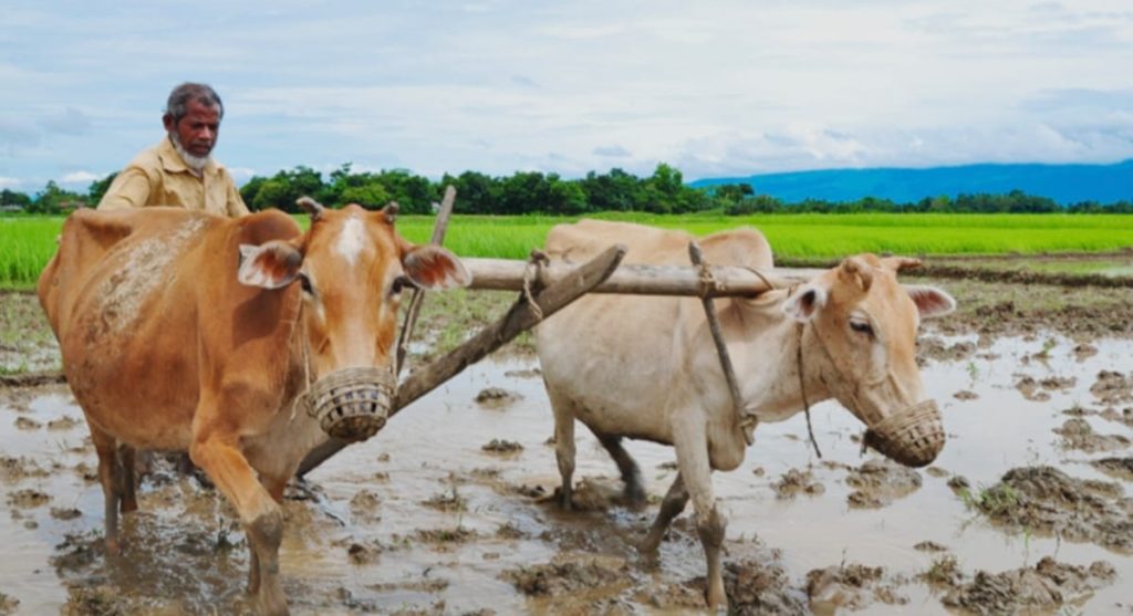 ডুমুরিয়ায় বিলুপ্তির পথে গরু দিয়ে হালচাষ
