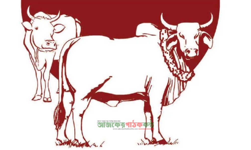 কাশিয়ানীতে প্রস্তুত রাখা হয়েছে ৭ হাজার কোরবানির পশু