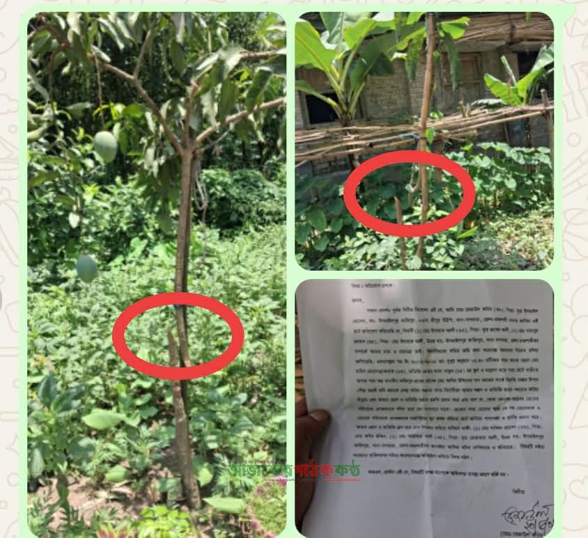 বাগমারায় প্রতিহিংসায় প্রতিপক্ষের আমগাছ ও পান বরজ কর্তনের অভিযোগ