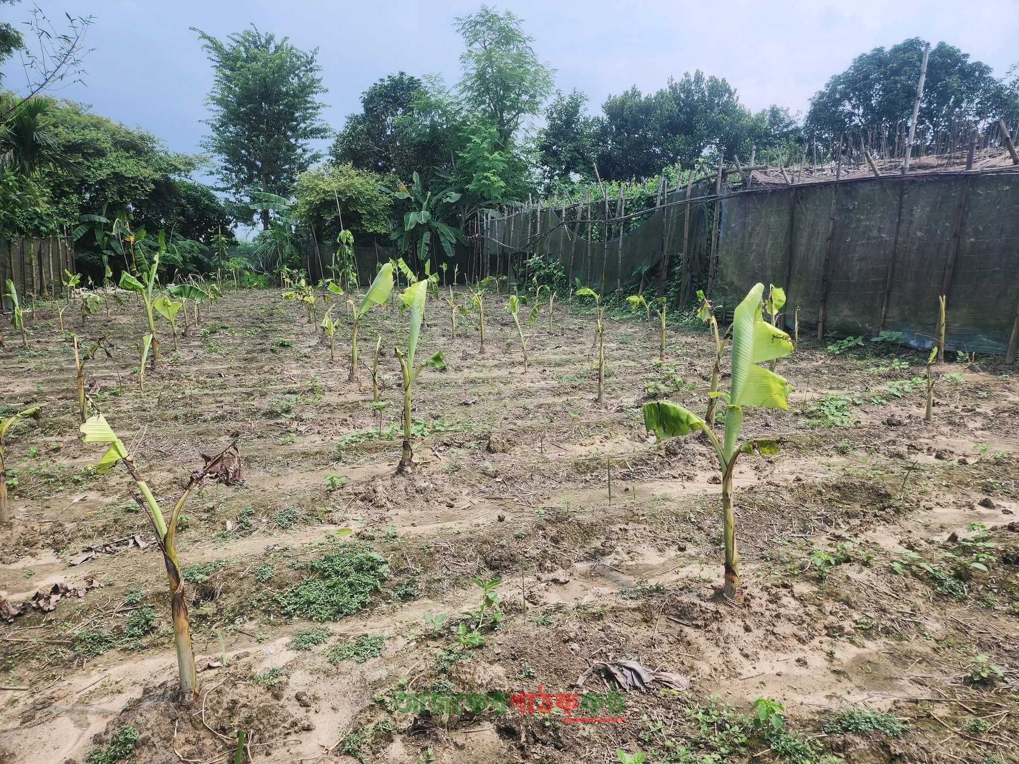 ২০০টি চারা, ২০০টি স্বপ্ন: সফলতার প্রত্যাশায় তরুণ উদ্যোক্তা শাহিন সাগরের কলার বাগান