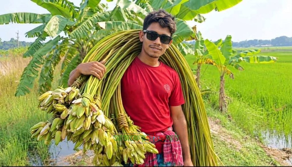 শরতের রূপালী আলোয় শাপলার রাজ্য: শিশু থেকে বড়দের মনে আনন্দের ঢেউ