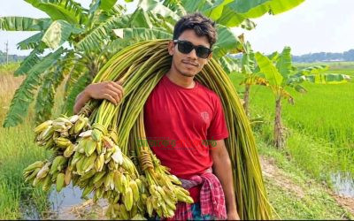 শরতের রূপালী আলোয় শাপলার রাজ্য: শিশু থেকে বড়দের মনে আনন্দের ঢেউ