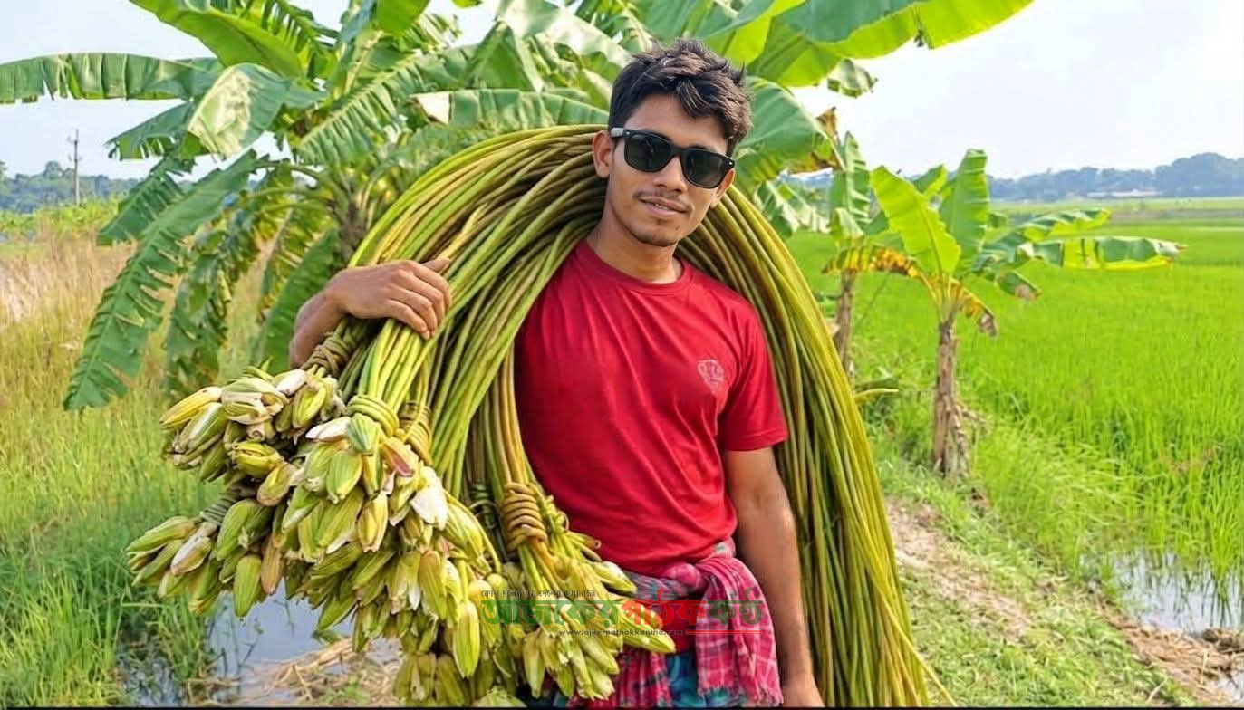 শরতের রূপালী আলোয় শাপলার রাজ্য: শিশু থেকে বড়দের মনে আনন্দের ঢেউ